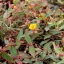 Hypericum x moseranium - kisvirágú orbáncfű CS9 – Díszcserjék