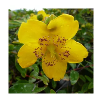 Hypericum x moseranium - kisvirágú orbáncfű K2 – Díszcserjék