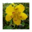 Hypericum x moseranium - kisvirágú orbáncfű K2 – Díszcserjék