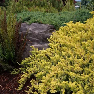 Juniperus 'All Gold' - aranylombú terülő boróka K2 – Egyéb ciprusok
