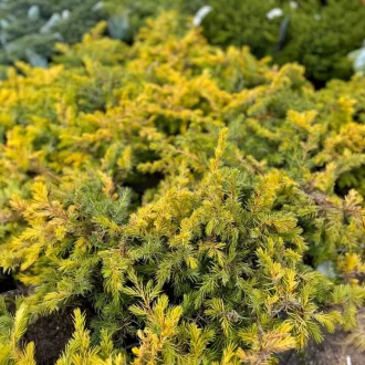 Juniperus 'All Gold' - aranylombú terülő boróka K5 – Egyéb ciprusok
