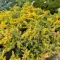 Juniperus 'All Gold' - aranylombú terülő boróka K5 – Egyéb ciprusok