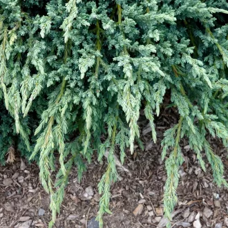 Juniperus communis 'Blue Carpet' - terülő kék boróka K3 – Egyéb ciprusok