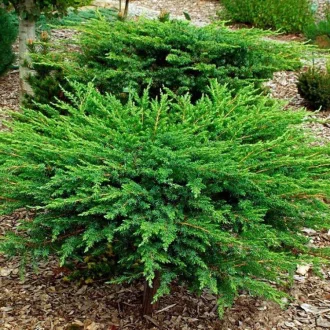   Juniperus conferta 'Schlager' - zöld terülő fövenyboróka K5