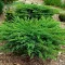 Juniperus conferta 'Schlager' - zöld terülő fövenyboróka K5