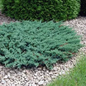   Juniperus horizontalis 'Blue Chip' - terülő kék boróka K2