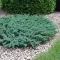 Juniperus horizontalis 'Blue Chip' - terülő kék boróka K2