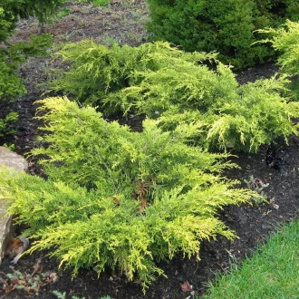 Juniperus media pfitzeriana 'Old Gold' - óarany terülő boróka K2 – Egyéb ciprusok