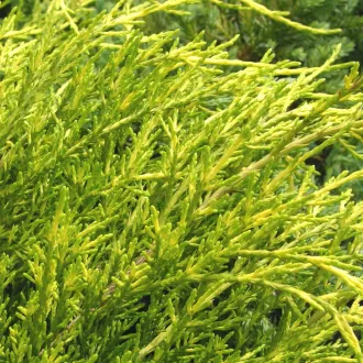 Juniperus media pfitzeriana 'Old Gold' - óarany terülő boróka K5 – Egyéb ciprusok