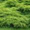 Juniperus media 'Pfizteriana Aurea' - arany terülő boróka K3 – Egyéb ciprusok