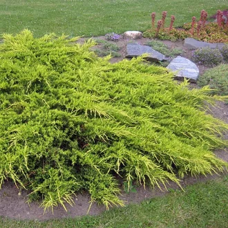 Juniperus media 'Pfizteriana Glauca' - kék terülő boróka K2 – Egyéb ciprusok