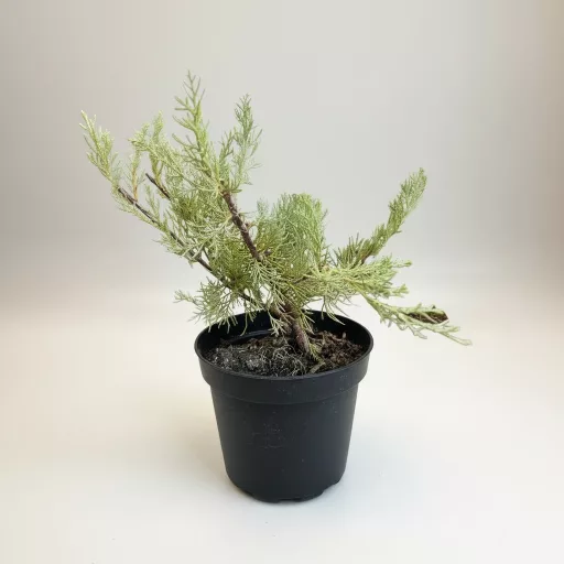 Juniperus media 'Pfizteriana Glauca' - kék terülő boróka K2 – Egyéb ciprusok