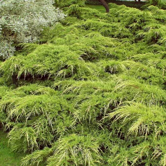 Juniperus media 'Pfizteriana Glauca' - kék terülő boróka K5 – Egyéb ciprusok