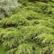Juniperus media 'Pfizteriana Glauca' - kék terülő boróka K5 – Egyéb ciprusok