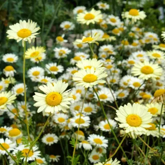 Anthemis-tinctoria-039Sauce-Hollandaise039-festo-p