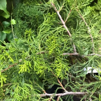 Juniperus pfitzeriana 'Mint Julep' - zöld levelű kúszóboróka CS9 – Egyéb ciprusok