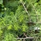 Juniperus pfitzeriana 'Mint Julep' - zöld levelű kúszóboróka CS9 – Egyéb ciprusok
