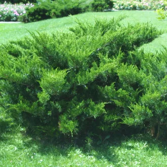 Juniperus pfitzeriana 'Mint Julep' - zöld levelű kúszóboróka K3 – Egyéb ciprusok
