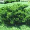 Juniperus pfitzeriana 'Mint Julep' - zöld levelű kúszóboróka K3 – Egyéb ciprusok