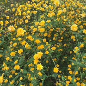 Kerria japonica - boglárkacserje K3