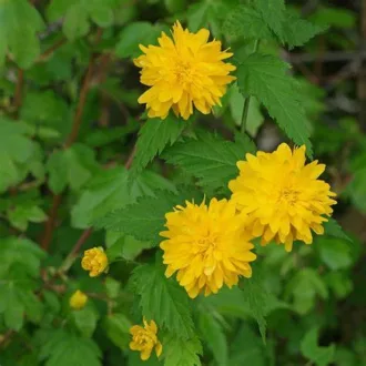 Kerria japonica 'Pleniflora' - teltvirágú boglárkacserje K5 – Díszcserjék