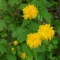 Kerria japonica 'Pleniflora' - teltvirágú boglárkacserje K5 – Díszcserjék