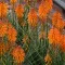 Kniphofia 'Poco Orange' - narancssárga fáklyaliliom K2