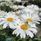 Leucanthemum 'Sweet Daisy Christine' - margaréta K2 – Évelő növények