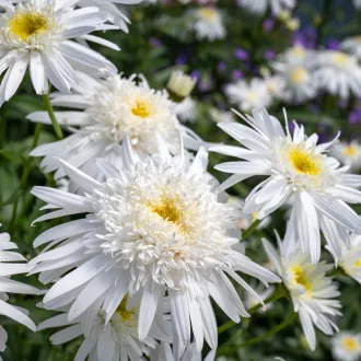 Leucanthemum x superbum 'Wirral Supreme' - cirmos fehér margaréta K2 – Évelő növények