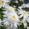 Leucanthemum x superbum 'Wirral Supreme' - cirmos fehér margaréta K2 – Évelő növények