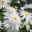 Leucanthemum x superbum 'Wirral Supreme' - cirmos fehér margaréta K2 – Évelő növények