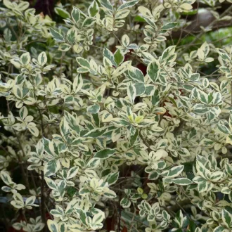 Ligustrum ovalifolium - zöld fagyal CS9