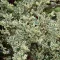 Ligustrum ovalifolium - zöld fagyal CS9
