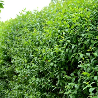 Ligustrum ovalifolium - zöld fagyal K2