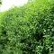 Ligustrum ovalifolium - zöld fagyal K2