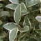 Ligustrum ovalifolium 'Argenteum' - fehértarka fagyal K5