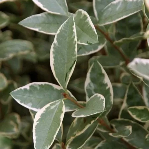 Ligustrum ovalifolium 'Argenteum' - fehértarka fagyal K5