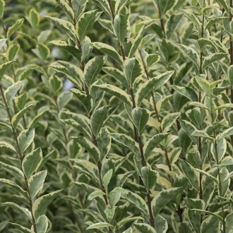   Ligustrum ovalifolium 'Argenteum' - fehértarka fagyal K7,5