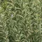 Ligustrum ovalifolium 'Argenteum' - fehértarka fagyal K7,5
