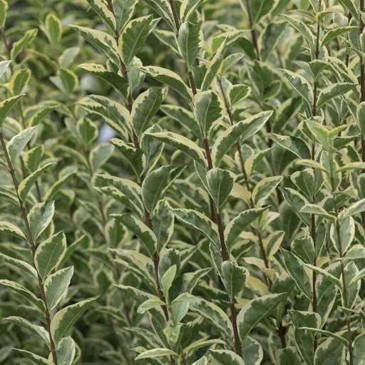 Ligustrum ovalifolium 'Argenteum' - fehértarka fagyal K7,5