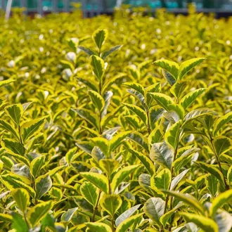   Ligustrum ovalifolium 'Aureum' - sárgatarka fagyal CS9