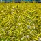 Ligustrum ovalifolium 'Aureum' - sárgatarka fagyal CS9