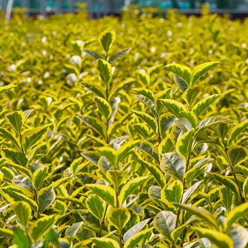 Ligustrum ovalifolium 'Aureum' - sárgatarka fagyal CS9