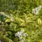 Ligustrum ovalifolium 'Aureum' - sárgatarka fagyal K2