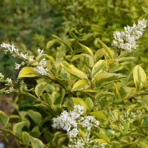 Ligustrum ovalifolium 'Aureum' - sárgatarka fagyal K2