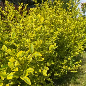   Ligustrum ovalifolium 'Aureum' - sárgatarka fagyal K5