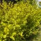 Ligustrum ovalifolium 'Aureum' - sárgatarka fagyal K5