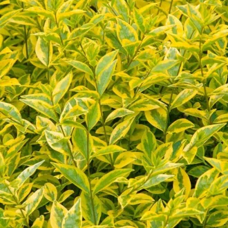   Ligustrum ovalifolium 'Aureum' - sárgatarka fagyal K7,5
