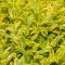 Ligustrum ovalifolium 'Aureum' - sárgatarka fagyal K7,5