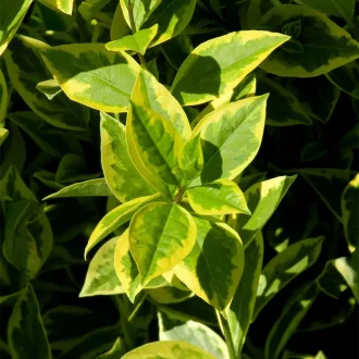   Ligustrum ovalifolium 'Zafir' - sárgatarka fagyal CS9